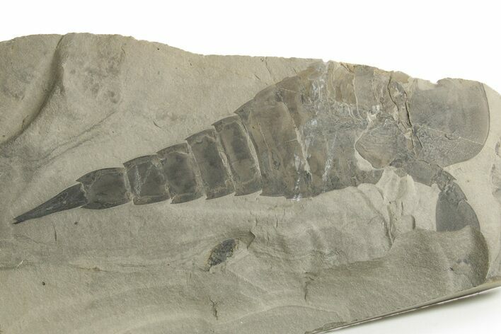 Bargain, Eurypterus (Sea Scorpion) Fossil - New York #369334